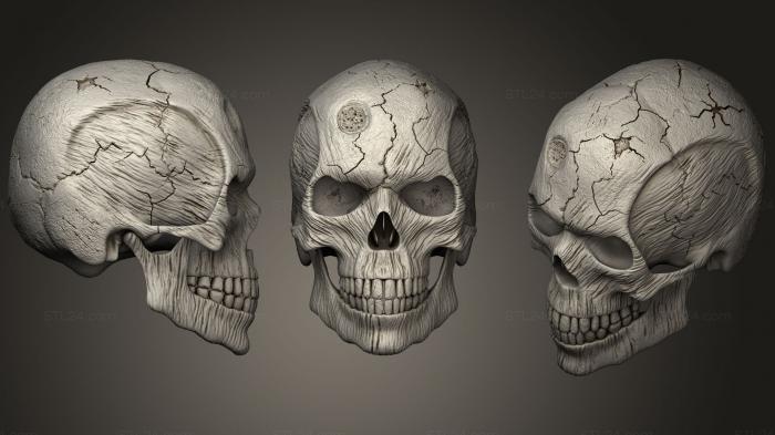 Anatomy of skeletons and skulls (Skull Anubis, ANTM_1034) 3D models for cnc